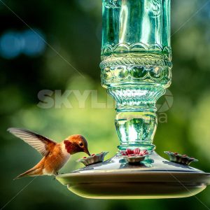 Hummingbird Feeder - Skyline FBA